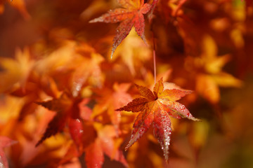 Autumn leaves Kyoto Japan