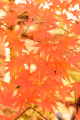 Naklejka na ściany i meble Autumn leaves Kyoto Japan