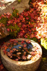 autumn leaves on the water kyoto japan