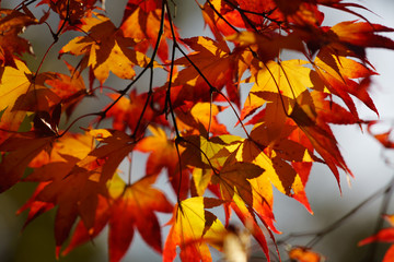 Autumn leaves Kyoto Japan