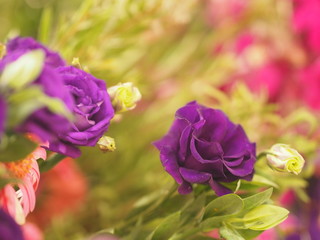 Fototapeta na wymiar Rose Flower violet color arrangement Beautiful bouquet on blurred of nature background
