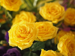 Rose Flower Yellow color arrangement Beautiful bouquet on blurred of nature background