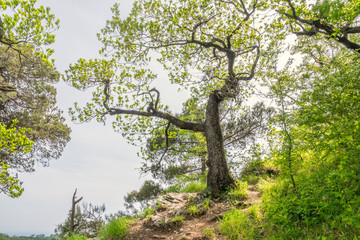 Spring tree on top of a mountain against blue sky