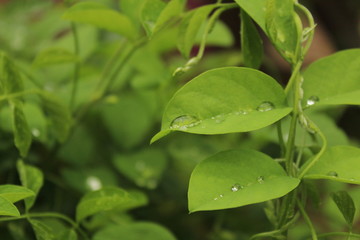 Close up shot of water drops on the single or lot of green leafs on the garden, rain drops on the single or lot of green leafs in the garden