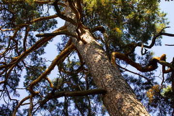 Huge tree of a pine in the park the sofiyevsky biggest in Europe.