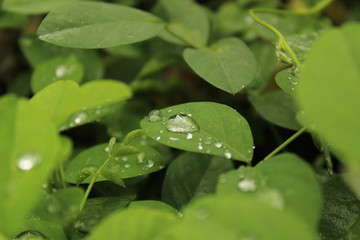 Close up shot of water drops on the single or lot of green leafs on the garden, rain drops on the single or lot of green leafs in the garden