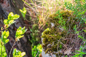 Fluffy soft green moss on stones in the forest.