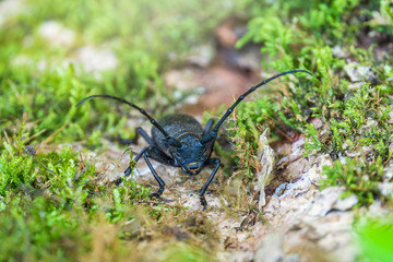 Beetle Large oak barbel - Cerambyx cerdo. Beetle woodcutter