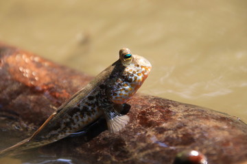 Close up mudskipper fish,Amphibious fish Lying on a log and looking at camera in the mangrove forest