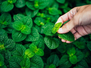 Mint leaves Green herb plant with farmer Hand Blur background © VTT Studio