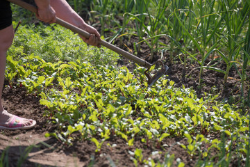 woman works on the farm. under the scorching sun. land manual labor. Gardening