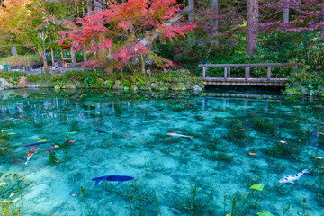 モネの池　岐阜県　日本