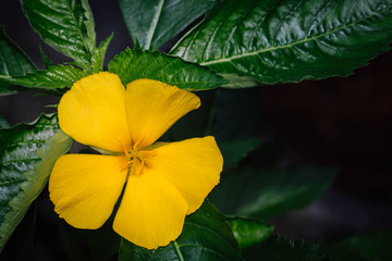 Yellow damiana flower flower in the garden on green leaves background.Damiana flower