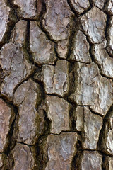 松の木の表面のアップ