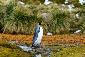 キングペンギン　サウスジョージア島の南岸のキングホーコンベイ
