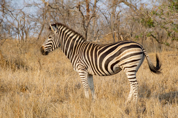 Fototapeta na wymiar Zebra in the S. African Sun
