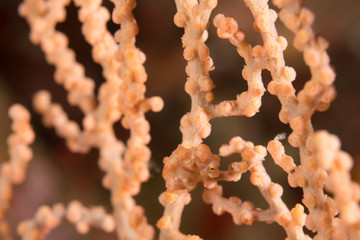 小笠原の海，ウミウチワに擬態するピグミーシーホース