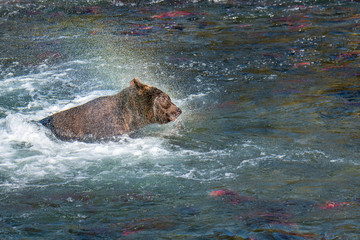 Brown bear shaking head and fishing in the Brooks River, just below Brooks Falls, Katmai National Park, Alaska, USA