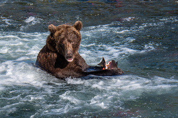 Obraz premium Brown bear in the Brooks River, eating a fresh caught salmon, Katmai National Park, Alaska, USA