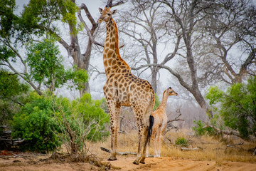 Momma and Baby Giraffe in Mala Mala