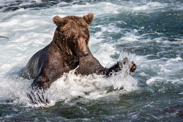 Fototapeta premium Brown bear fishing in the Brooks River, just below Brooks Falls, pouncing for a salmon, Katmai National Park, Alaska, USA