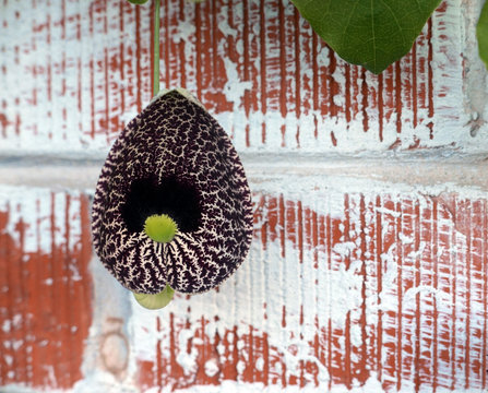 Flowers of Dutchman's Pipe vine in front of brick wall