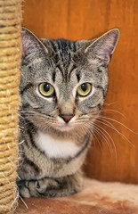 tabby cat sits next to a claw stick