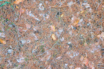 grass cover of coniferous forest as background