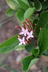 flower in the garden
