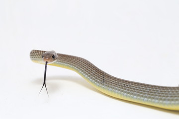 Ptyas korros, commonly known as the Chinese ratsnake or Indo-Chinese rat snake, is a species of...