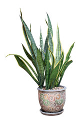 Bowstring Hemp, Devil Tongue, Mother-in-law’s Tongue or Snake Plant in pot isolated on white background included clipping path.