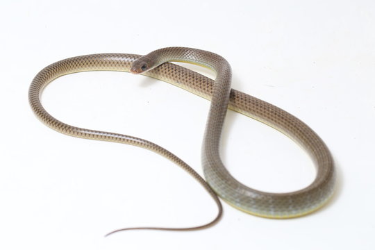 Ptyas korros, commonly known as the Chinese ratsnake or Indo-Chinese rat snake, is a species of colubrid snake endemic to Southeast Asia isolated on white background