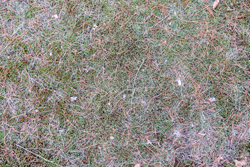 grass cover of coniferous forest as background