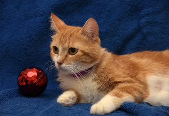 RED WITH A WHITE CAT in a collar on a blue background
