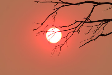 Red sun in a smoky sky. Silhouette of a branch hangs across the sun