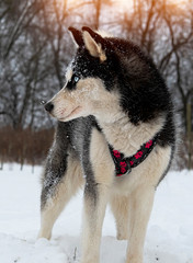 breed husky sled dogs