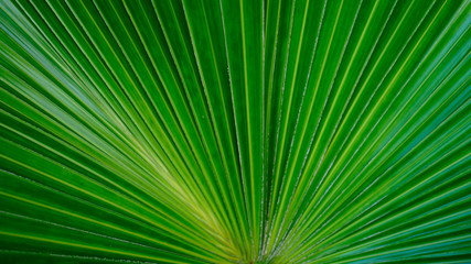 Green palm leaf background.