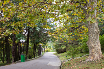 The natural landscape of the Arboretum in Sochi, Russia