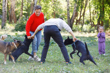 Dogs fighting.