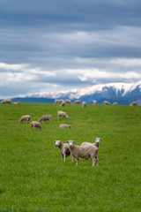 Sheep Vertical Image With Natural View