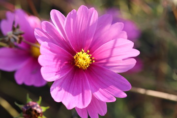 Obraz premium ピンク色のコスモスの花