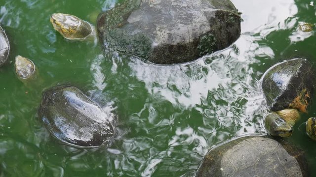 turtles, green, water, group, amphibian, animal, armature, background, beautiful, big, carapace, closeup, crawl, crust, daytime, garden, head, large, lazy, lifestyle, longevity, natural, nature, outdo
