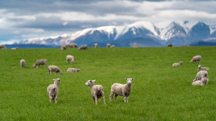 Obraz premium Flock Of Sheep In Green Pasture