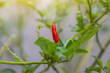 Red chilli on tree in the garden with sunlight on blur nature background.