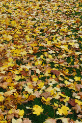 Close up shots of fall maple leaves in grass