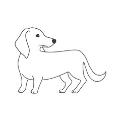 犬　ポーズ　表情　１匹　ミニチュアダックスフンド　振り向く