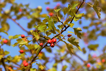 Ripe hawthorn berries on a bush in the autumn forest on a sunny day