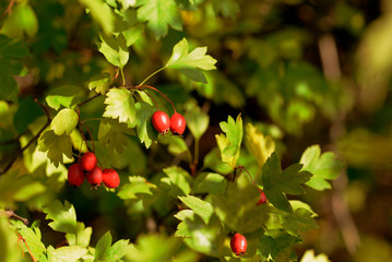 Ripe hawthorn berries on a bush in the autumn forest on a sunny day