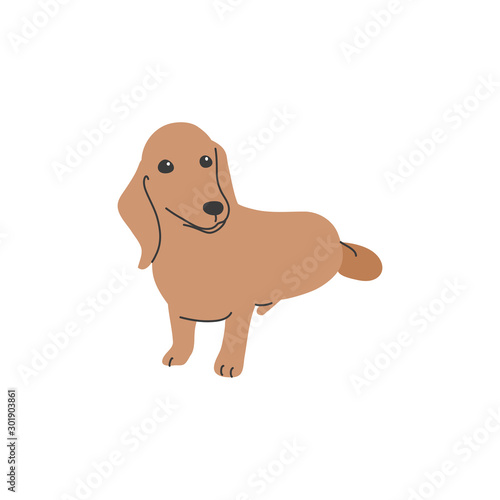 犬 ポーズ 表情 １匹 ミニチュアダックスフンド おすわり Wall Mural さんいんち