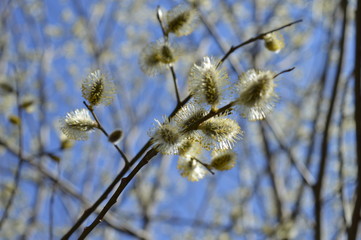 spring. willow tree .